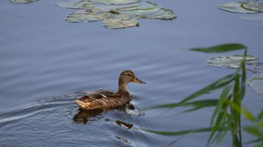 2025 gölündeki ördekler