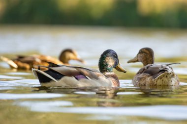 2025 gölündeki ördekler