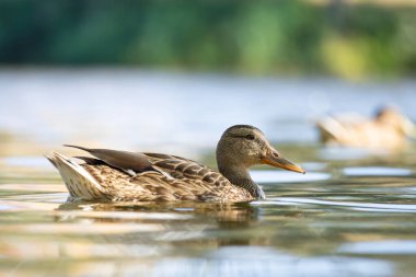 2025 gölündeki ördekler