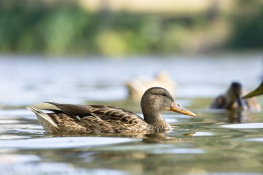 2025 gölündeki ördekler
