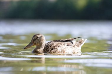 2025 gölündeki ördekler