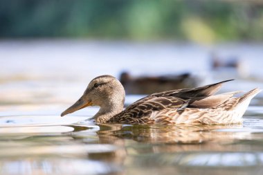 2025 gölündeki ördekler
