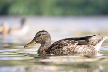 2025 gölündeki ördekler