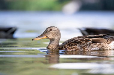 2025 gölündeki ördekler