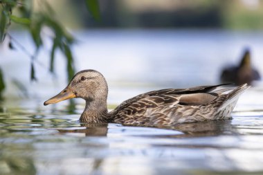 2025 gölündeki ördekler
