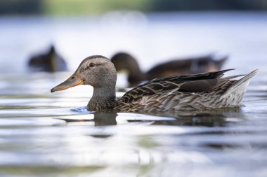 2025 gölündeki ördekler