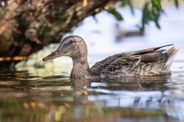 2025 gölündeki ördekler