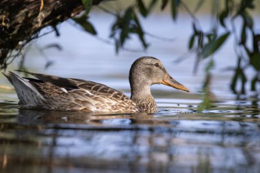 2025 gölündeki ördekler