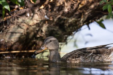 2025 gölündeki ördekler