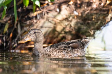 2025 gölündeki ördekler