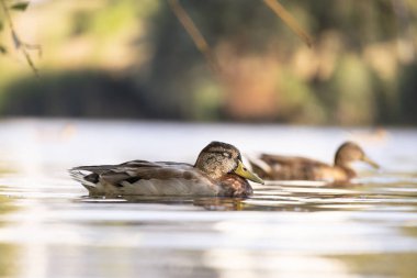 2025 gölündeki ördekler