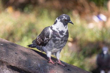 2025 gölündeki ördekler