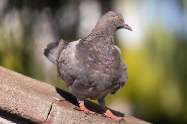 2025 gölündeki ördekler