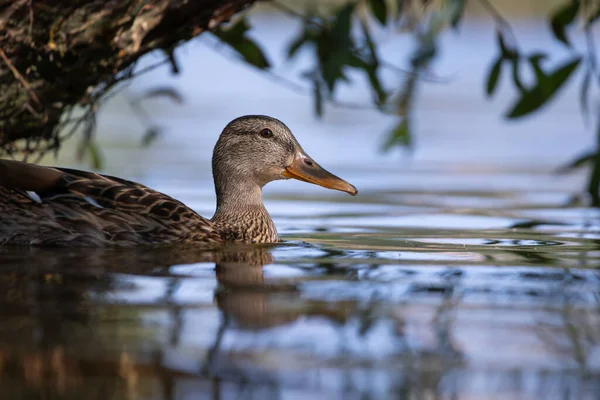 2025 gölündeki ördekler