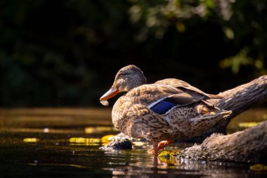 2025 gölündeki ördekler