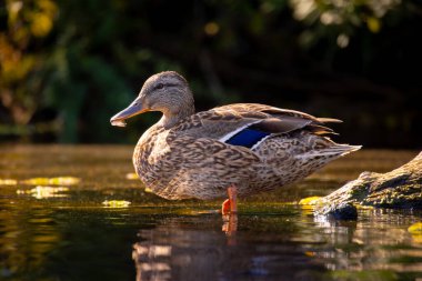 2025 gölündeki ördekler