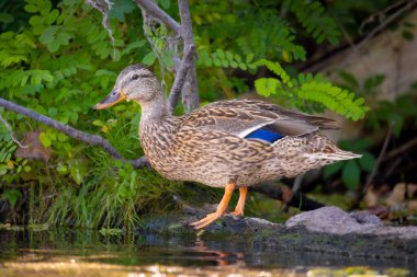 2025 gölündeki ördekler