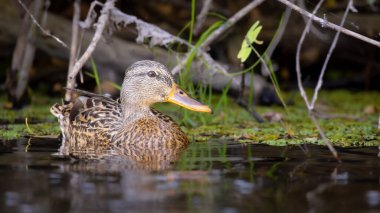 2025 gölündeki ördekler