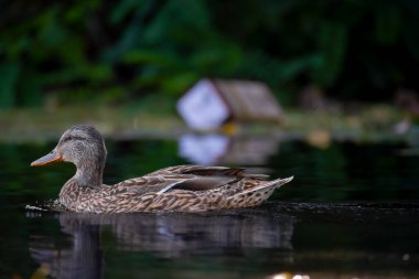 2025 gölündeki ördekler