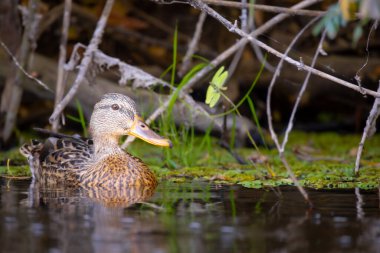 2025 gölündeki ördekler