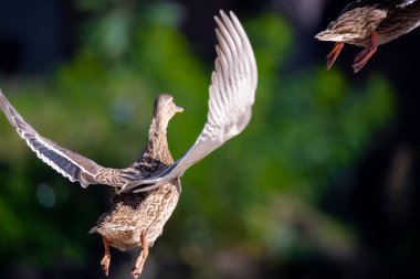 2025 gölündeki ördekler