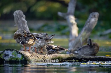 2025 gölündeki ördekler
