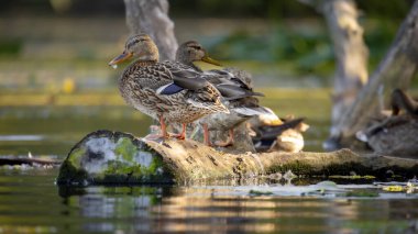 2025 gölündeki ördekler