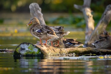 2025 gölündeki ördekler