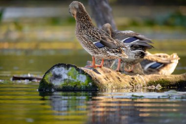 2025 gölündeki ördekler