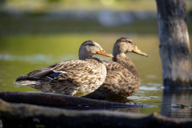 2025 gölündeki ördekler
