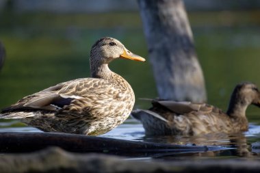 2025 gölündeki ördekler