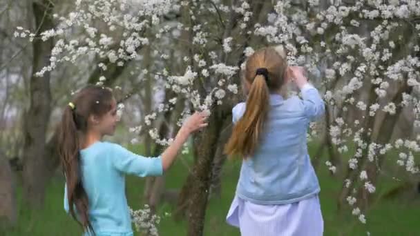 Dos Niñas Menores Edad Rompen Las Ramas Árbol Floreciente Primavera — Vídeos de Stock