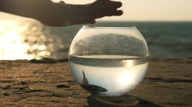 Sahilde günbatımı siluet küçük kız alır küçük fishbowl ve küçük balık bakar. Kavram çevre koruma