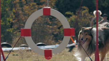 Kaba çoban köpeği yarışmalara katılır, eğitimli köpek lastiklerden atlar, evcil hayvan ring sürecine atlar çeviklik sporlarını öğrenir, engelli parkuru geçer..