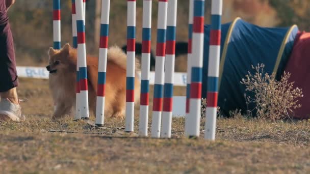 Właściciel Małego Słodkiego Psa Szkolącego Zwierzaka Szybkiego Tkania Kijków Trener — Wideo stockowe