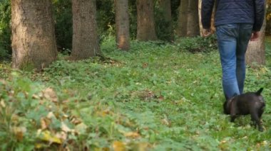 Köpek gezdirme, insan ve evcil hayvanı sabah erkenden ormana gider, sağlıklı yaşam tarzı, temiz doğa, dinlenme ve seyahat..