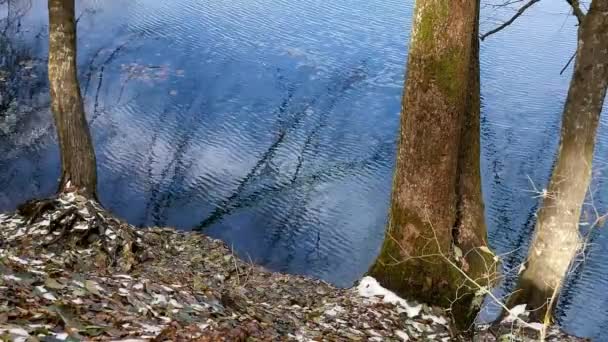 Lago Azul Claro Tronco Montanhas Árvore Ondulações Reservatório Costa Superfície — Vídeo de Stock