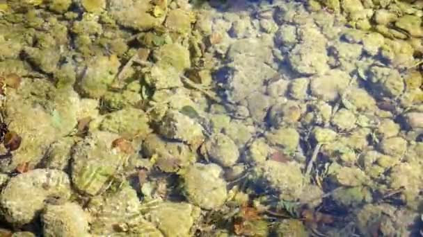 Água Limpa Flui Lentamente Conceito Raso Ecologia Conservação Reservas Naturais — Vídeo de Stock