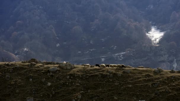 Flock Får Höga Berg Höst Säsong Alpina Ängar Vild Natur — Stockvideo