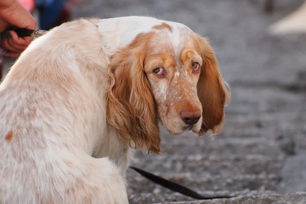 Concepto de obediencia de propietario de la mano con correa de marrón rojo blanco cocker spaniel perro con ojos tristes sentado mirando en la cámara —  Fotos de Stock