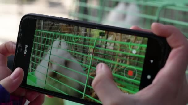 Μικρό παιδί blogger λήψη βίντεο με γλυκό κατοικίδιο ζώο κουνέλι στο κλουβί χρησιμοποιώντας το κινητό τηλέφωνο σε μικρό ζωολογικό κήπο — Αρχείο Βίντεο