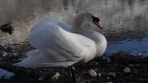 Hermoso pájaro blanco cisne en la orilla del lago y nadar poco pato en el fondo en invierno parque de vida silvestre al aire libre — Vídeo de stock