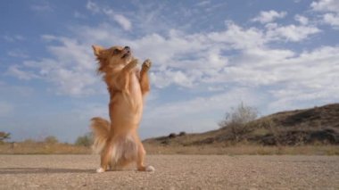 Bir küçük kahverengi chihuahua köpeği dışarıda köpek eğitimi sırasında sokaklarda numaralar yapıyor.