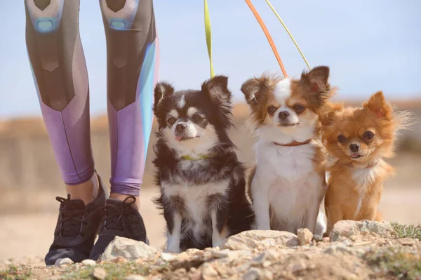 Sport activy young female girl legs in sneakers holding leashed three little pet dogs chihuahua sitting on ground during outdoor leisure activity and obedience training — Stock Photo, Image