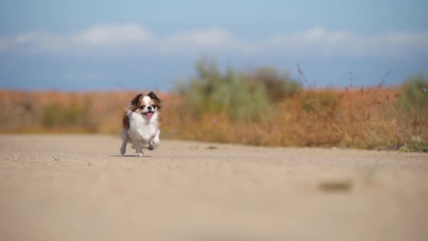 Açık hava spor aktivitesi sırasında asfalt yolda koşan komik, küçük, aktif, sağlıklı bir chihuahua köpeği. — Stok video