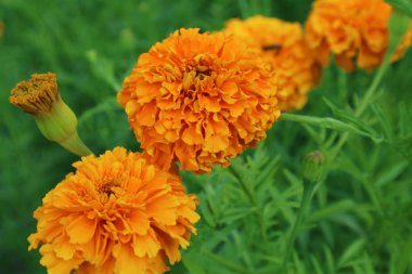 Bahçedeki çiçekler