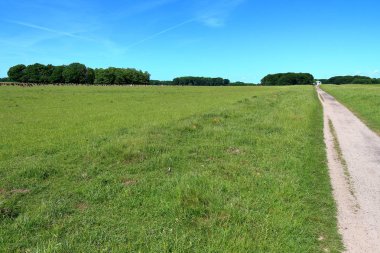 Jaegersborg Dyrehave (Deer Park) Kopenhag, Danimarka yakınındaki geyikler grup.