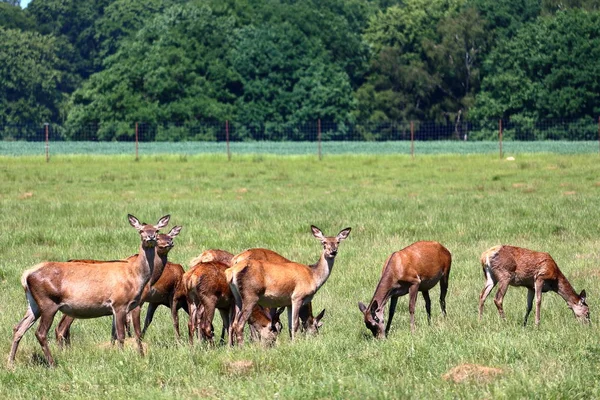 Группа Оленей Jaegersborg Dyrehave Deer Park Рядом Копенгагеном Дания — стоковое фото