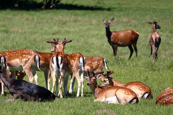 Grupo Cervos Jaegersborg Dyrehave Deer Park Perto Copenhaga Dinamarca — Fotografia de Stock