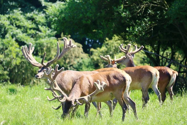 Grupo Cervos Jaegersborg Dyrehave Deer Park Perto Copenhaga Dinamarca — Fotografia de Stock